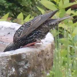 starling